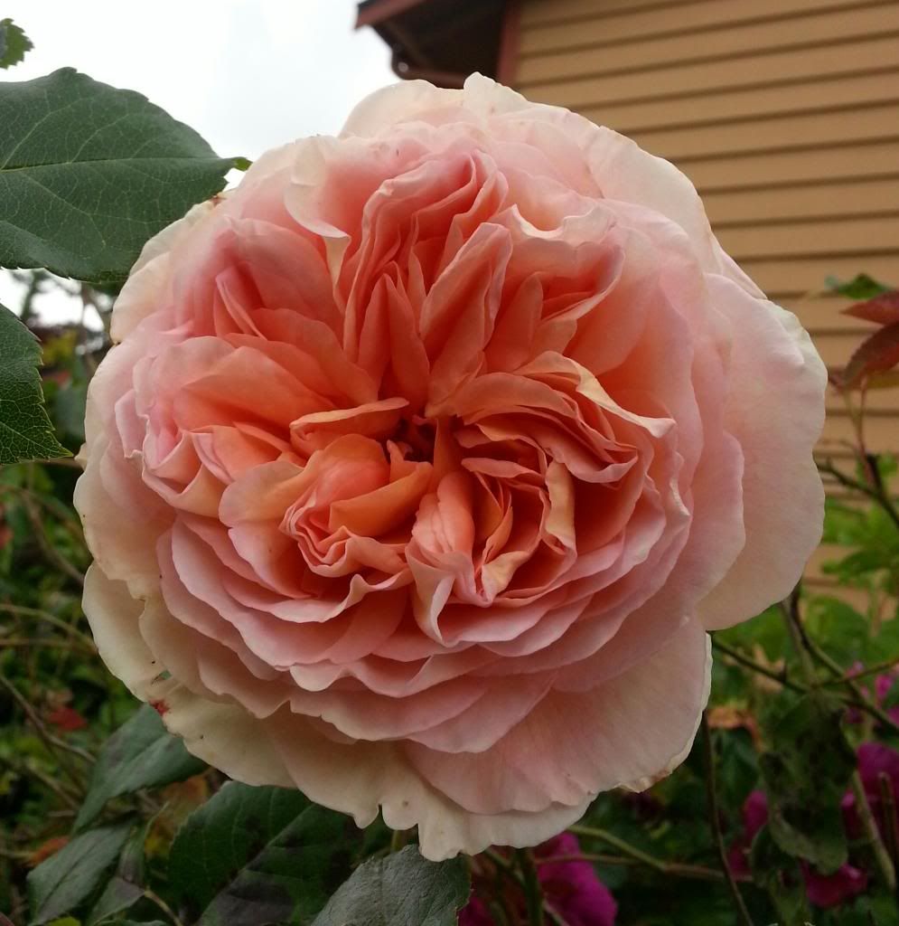  photo 20140529_121405-1_zpsz8x5ycsp.jpg